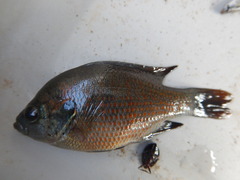 Lepomis miniatus