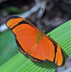Dryas iulia alcionea