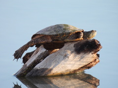 Trachemys gaigeae