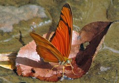 Dryas iulia alcionea