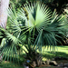 Dwarf Palmetto - Photo (c) Scott Zona, some rights reserved (CC BY-NC)