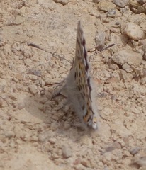 Lepidoptera