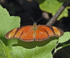 Dryas iulia alcionea