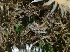 Podisma amedegnatoae