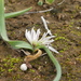 Allium chamaemoly - Photo (c) Valentino Traversa,  זכויות יוצרים חלקיות (CC BY-NC), הועלה על ידי Valentino Traversa