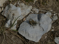 Podisma amedegnatoae