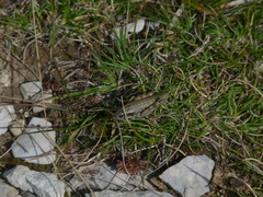 Podisma amedegnatoae