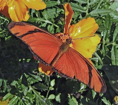 Dryas iulia alcionea