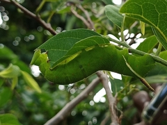 Cocytius antaeus