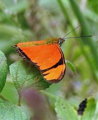 Dryas iulia alcionea