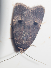 Plecoptera resistens