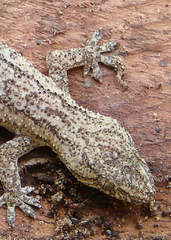 Hemidactylus palaichthus