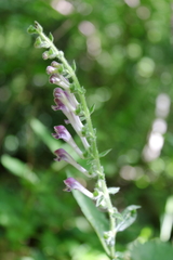 Scutellaria columnae