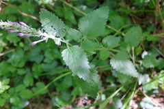 Scutellaria columnae