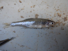 Lythrurus umbratilis