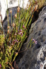 Erica cristata