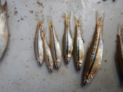 Notropis atrocaudalis