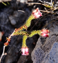 Erica gysbertii