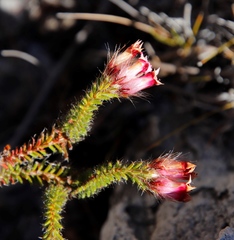 Erica gysbertii