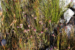 Erica gysbertii