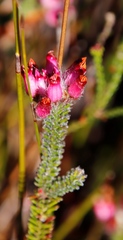 Erica gysbertii