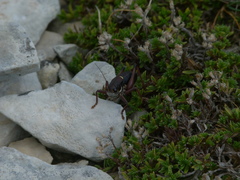 Anonconotus