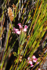 Erica gysbertii