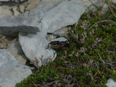Anonconotus