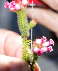 Erica gysbertii