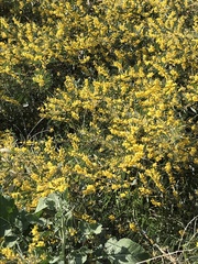 Acacia redolens