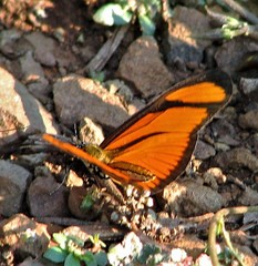 Eueides aliphera aliphera