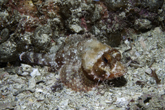 Smoothcheek Scorpionfish photo 2
