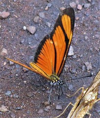 Eueides aliphera aliphera