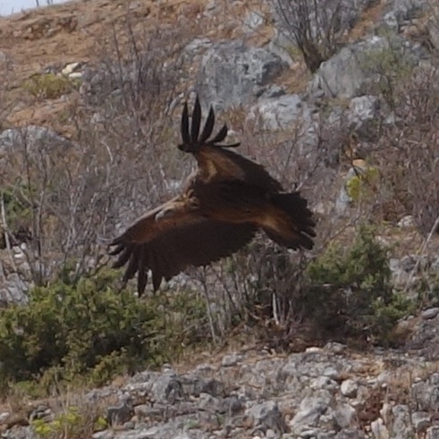 Himalayan Vulture