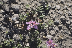 Alstroemeria exserens