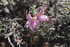 Alstroemeria exserens