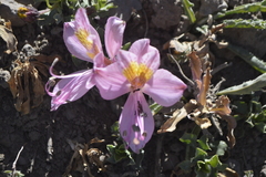 Alstroemeria exserens
