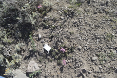 Alstroemeria exserens