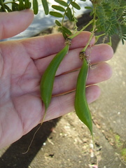 Clianthus puniceus