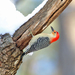Melanerpes carolinus - Photo (c) Tom Murray,  זכויות יוצרים חלקיות (CC BY-NC)