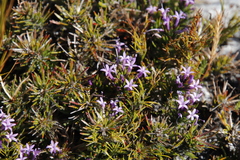 Merciera azurea
