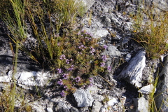 Merciera azurea