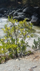 Rhododendron occidentale