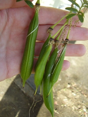 Clianthus puniceus