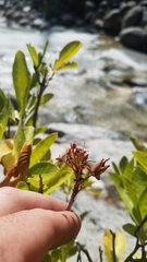 Rhododendron occidentale