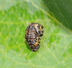 Harmonia conformis