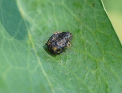 Harmonia conformis