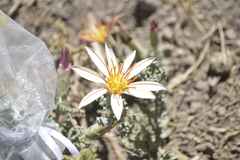 Mutisia sinuata