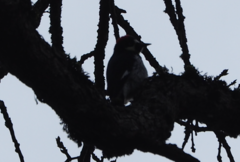 Melanerpes formicivorus