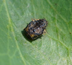 Harmonia conformis